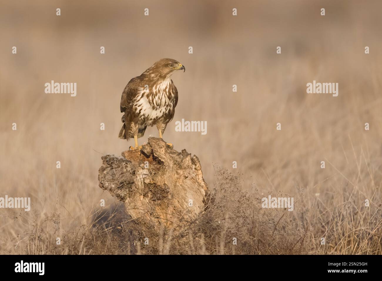 Common Buzzard perched in Spain Stock Photo