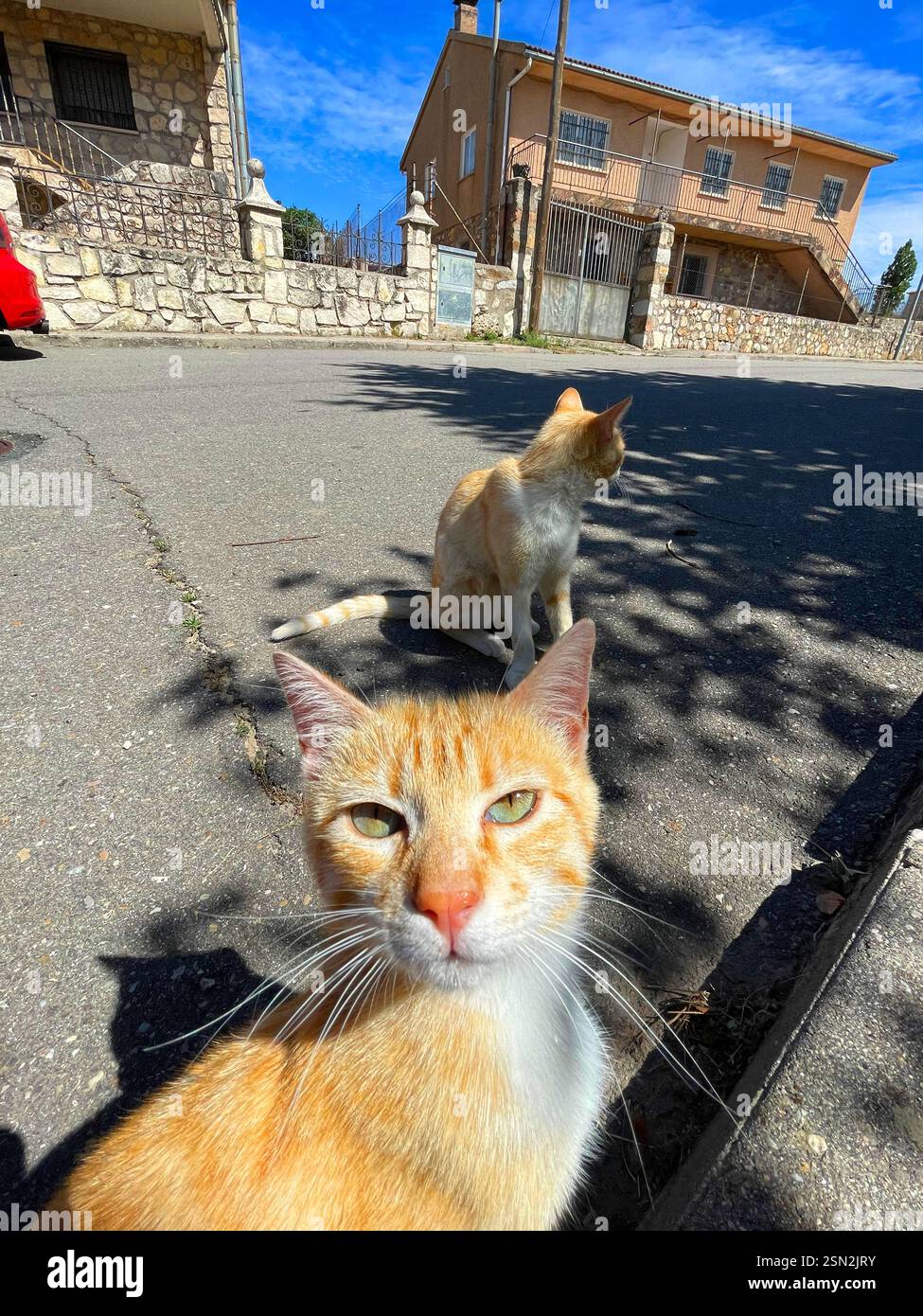 Two stray cats. - Smartphone Captured Stock Image