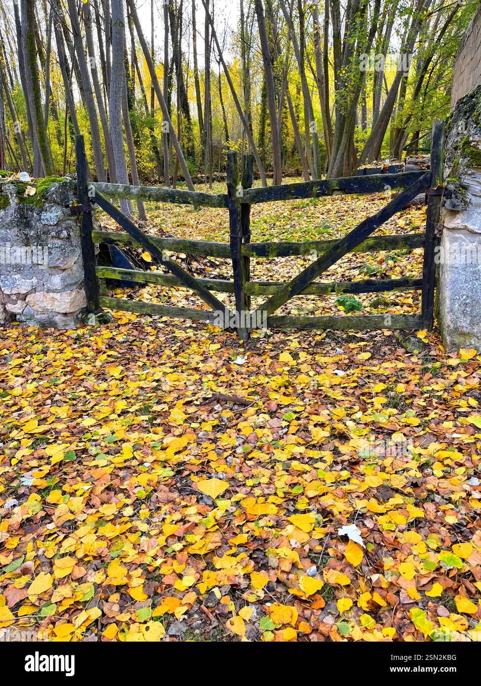 Entrance to forest in Autumn. - Smartphone Captured Stock Image