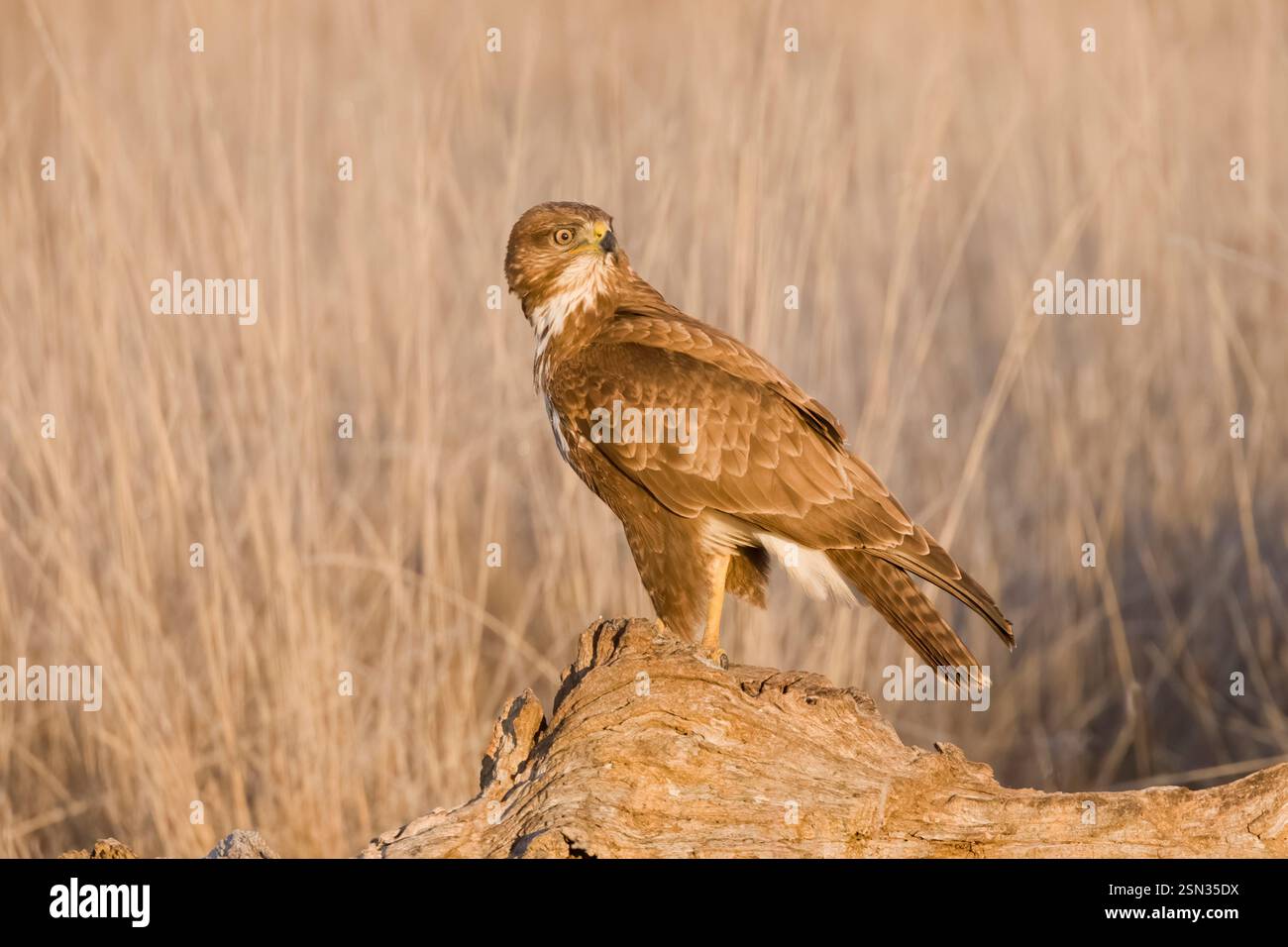 Common Buzzard perched in Spain Stock Photo