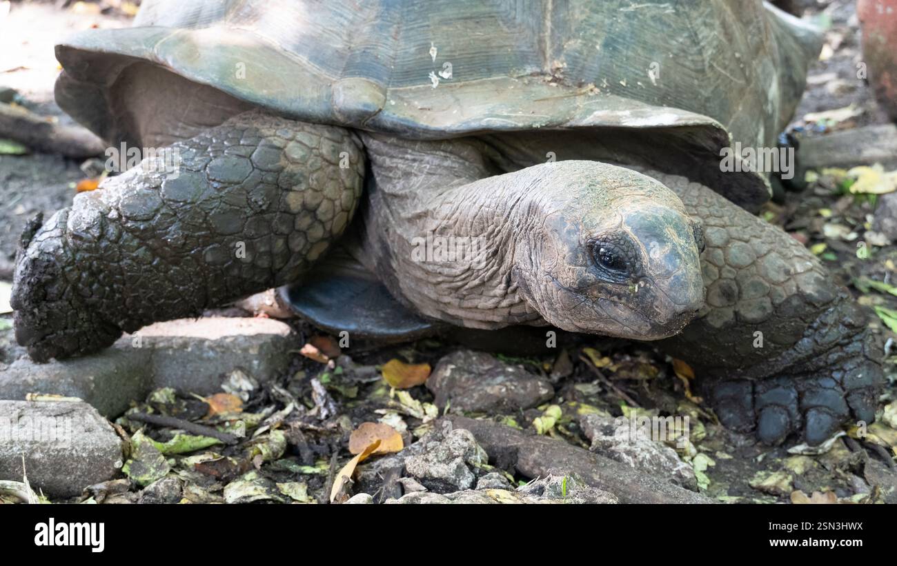 An upclose view of a magnificent giant tortoise, showcasing its ...