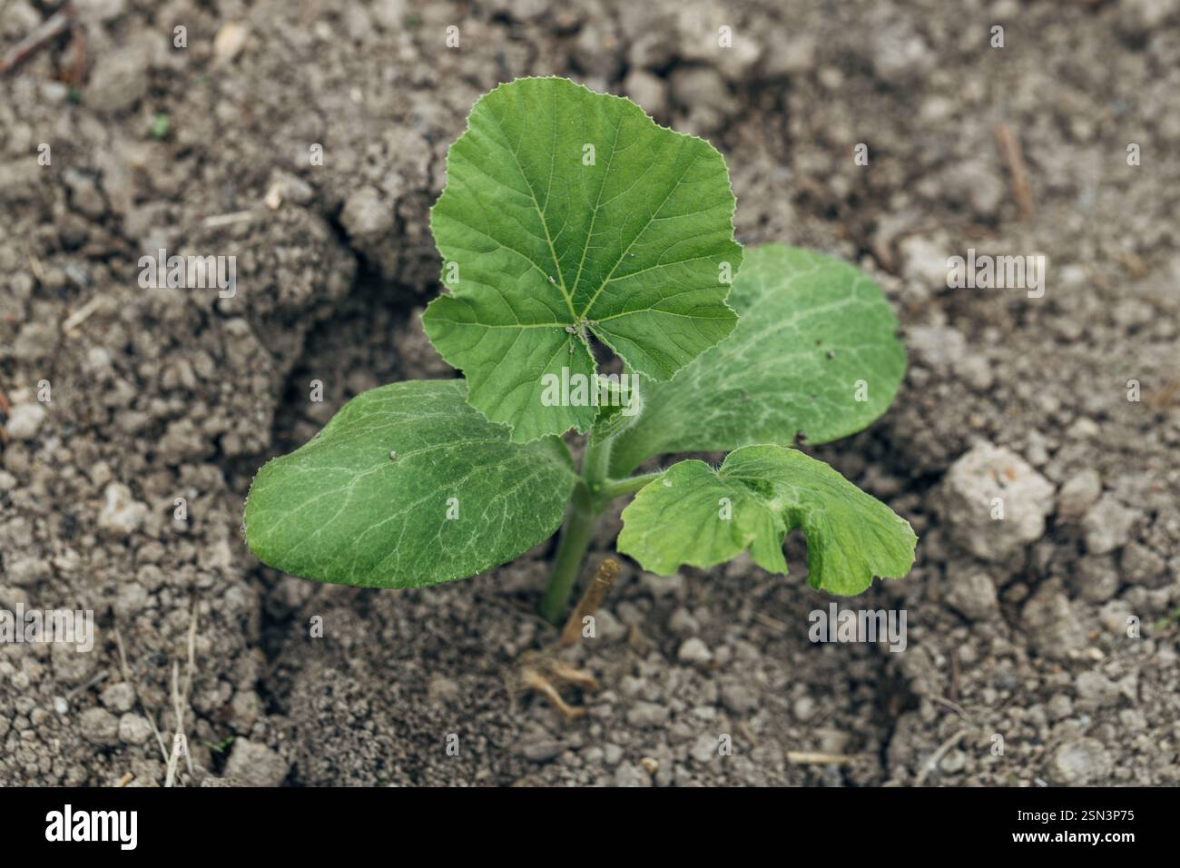Pumpkin seedlings and young leaves sprouting from the ground Stock Photo