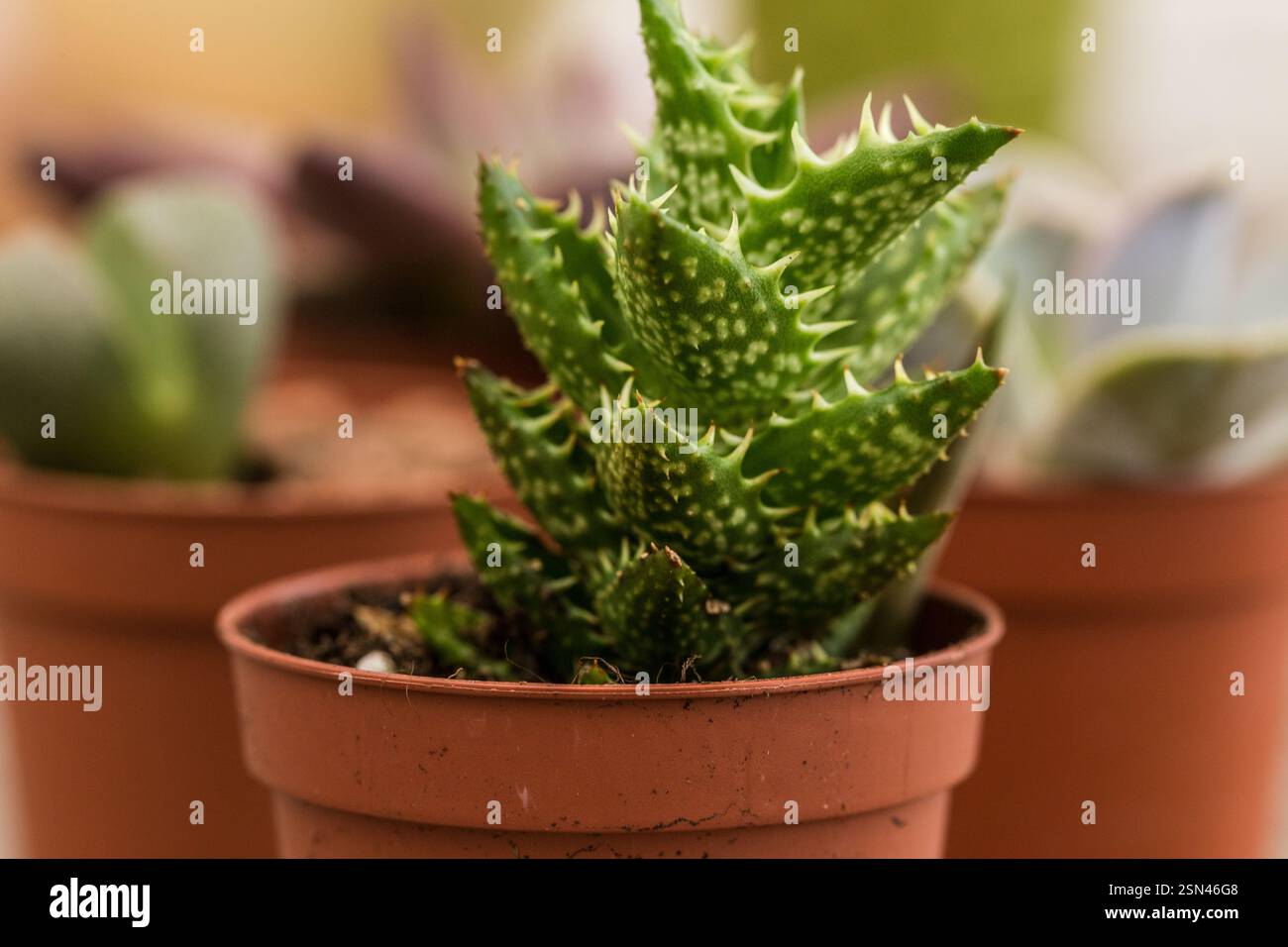 Green succulent plant thriving in a terracotta pot surrounded by ...