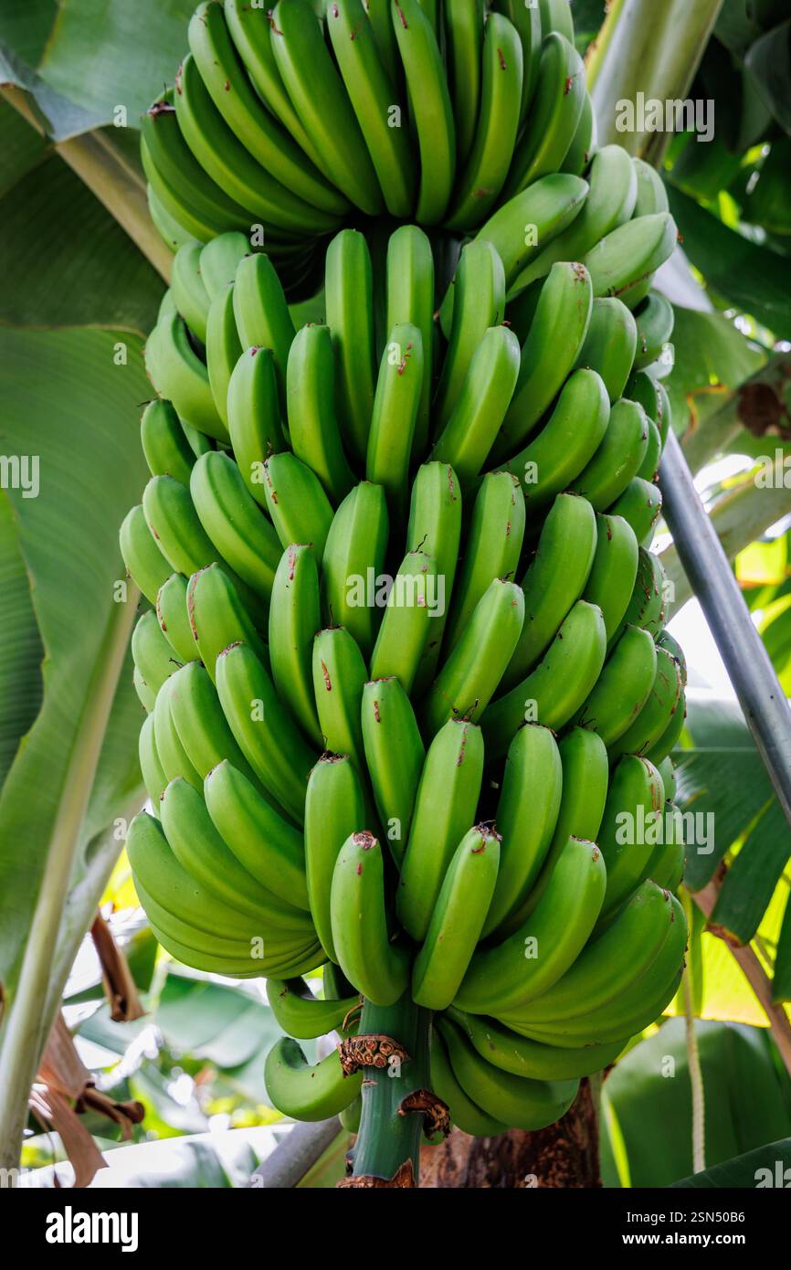 Bunch of bananas on a plantation on Madeira Island, Portugal Stock Photo