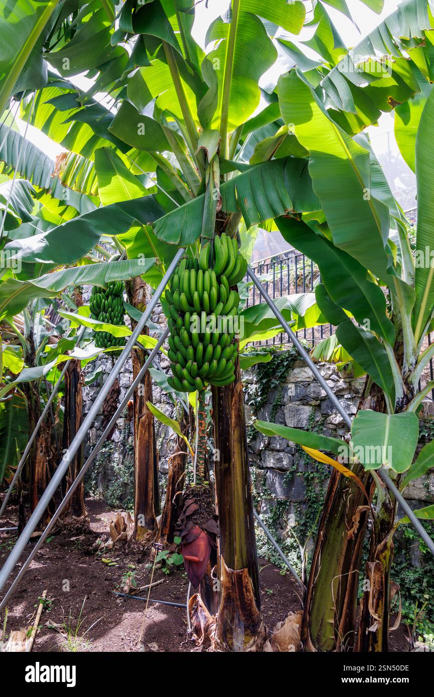 Banana Flower on a plantation on Madeira Island, Portugal Stock Photo
