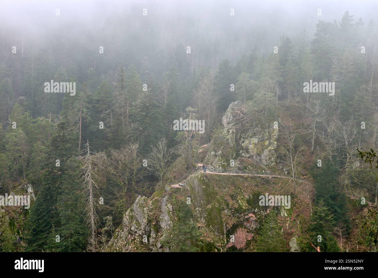 Dramatic foggy mountain landscape with dense evergreen forest and rocky ...