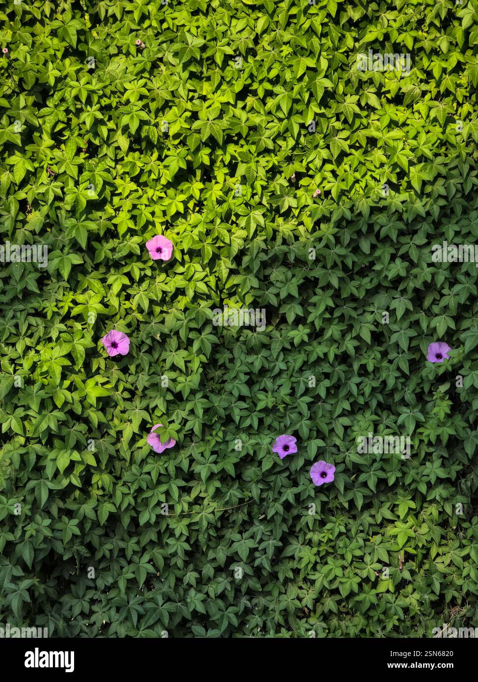 Lush green vines casted in golden and warm afternoon sunlight. - Smartphone Captured Stock Image
