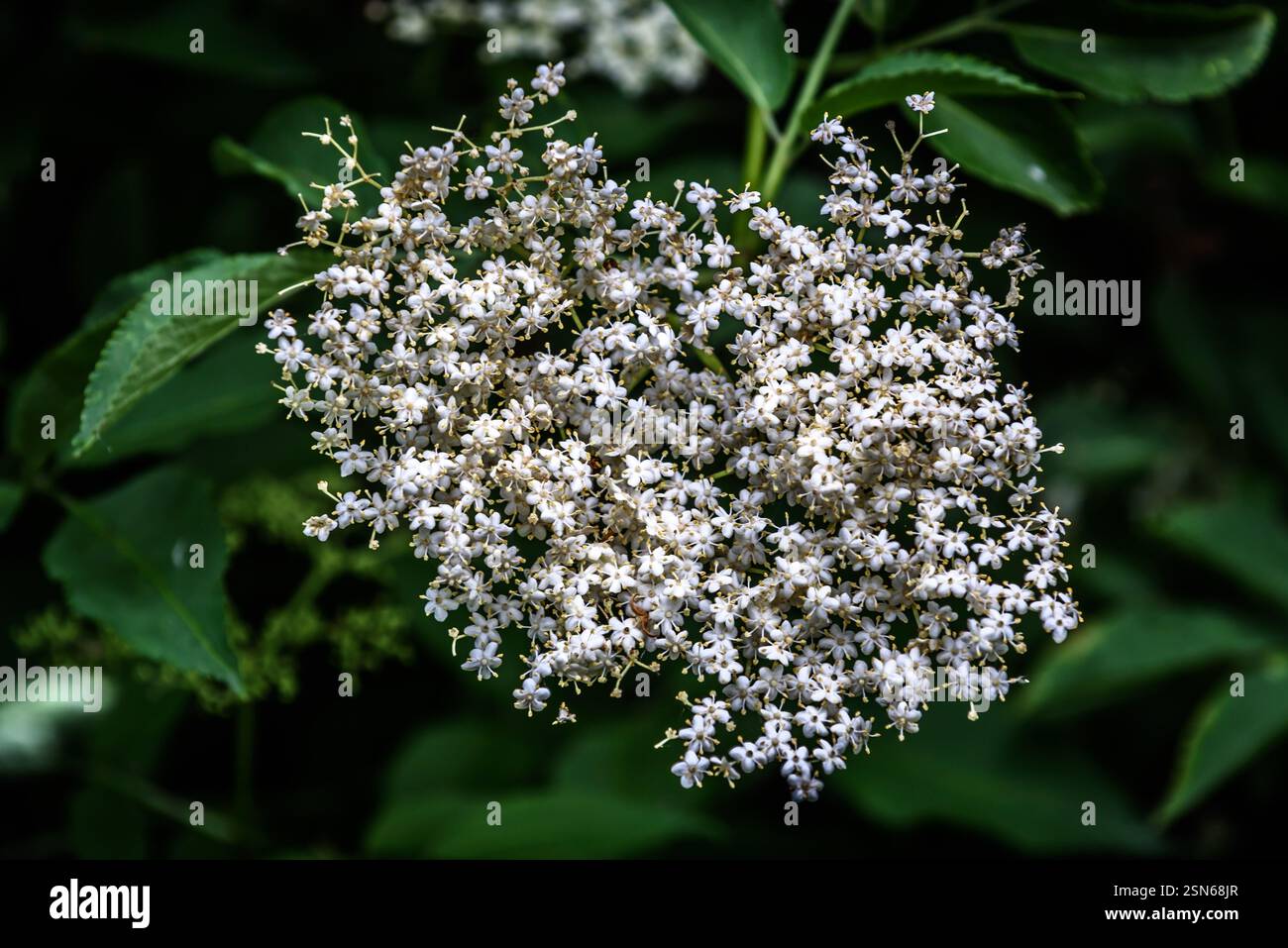 flowers of the elderberry bush in spring Stock Photo