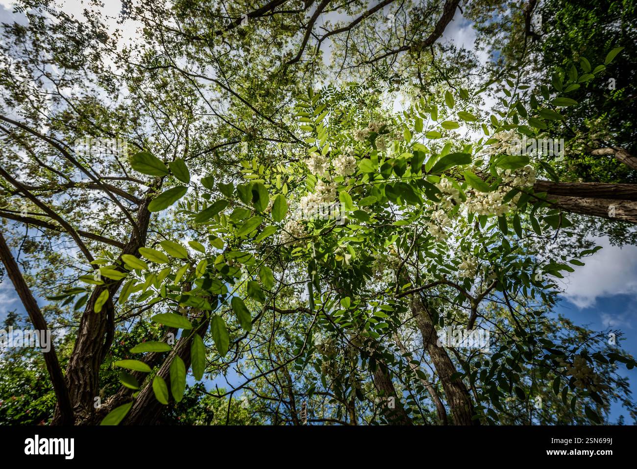 flowers of the elderberry bush in spring Stock Photo