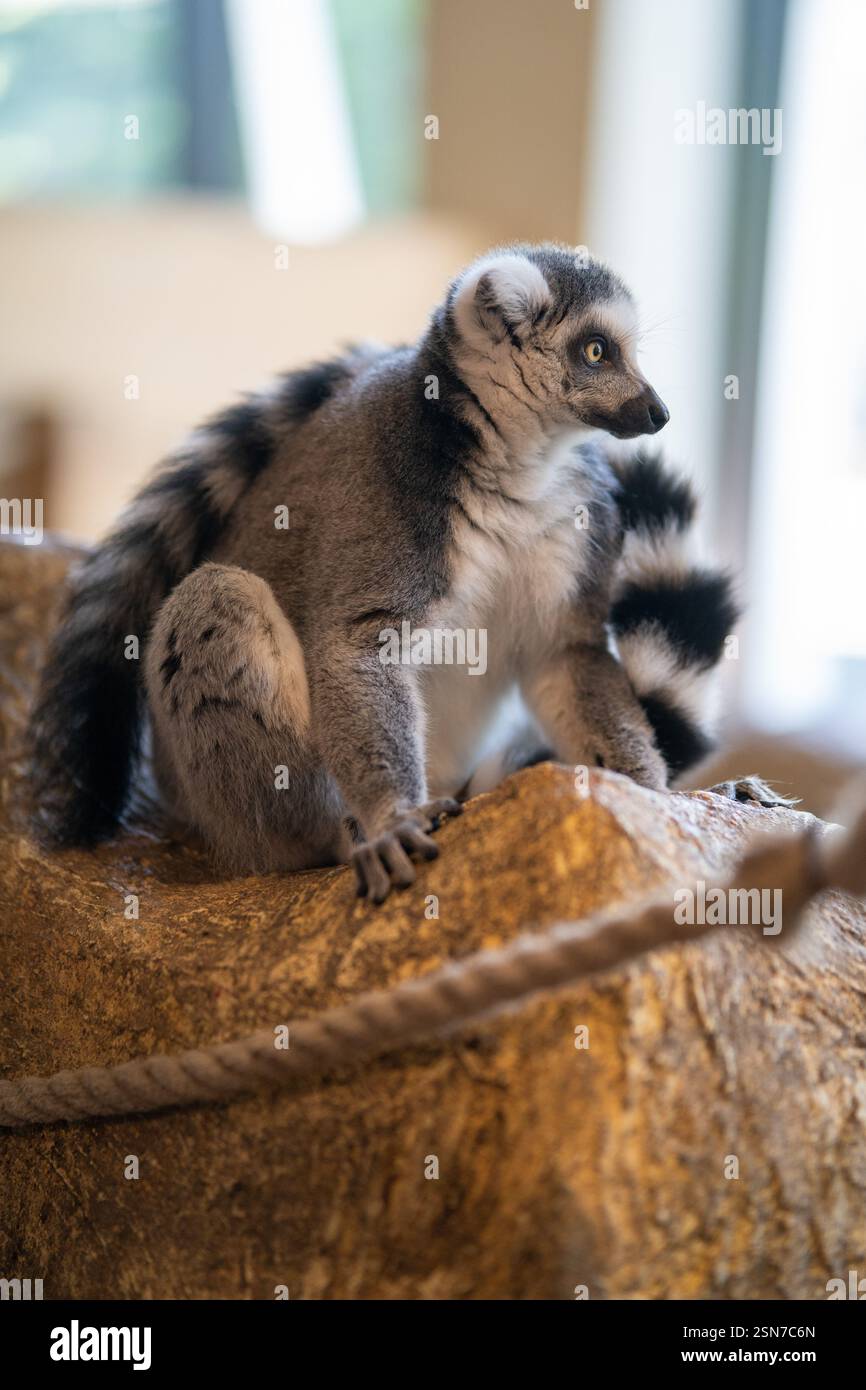 Stunning Novice Lings Lemur Habitat Using Open Shelving image