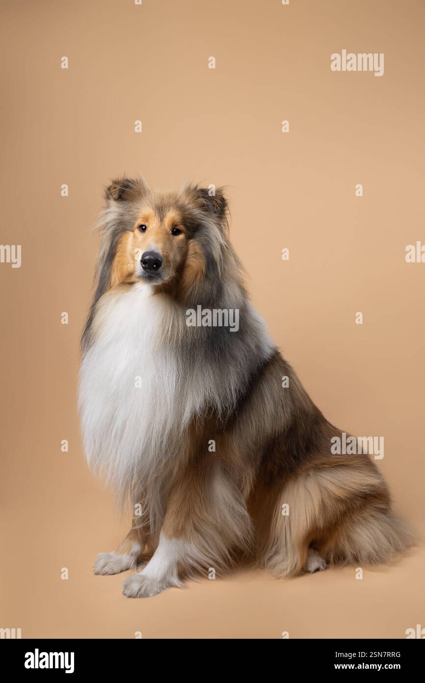 Allegedly she's half Border Collie, half Australian Shepherd. I'm not  convinced. : r/DoggyDNA, image size:866x1390