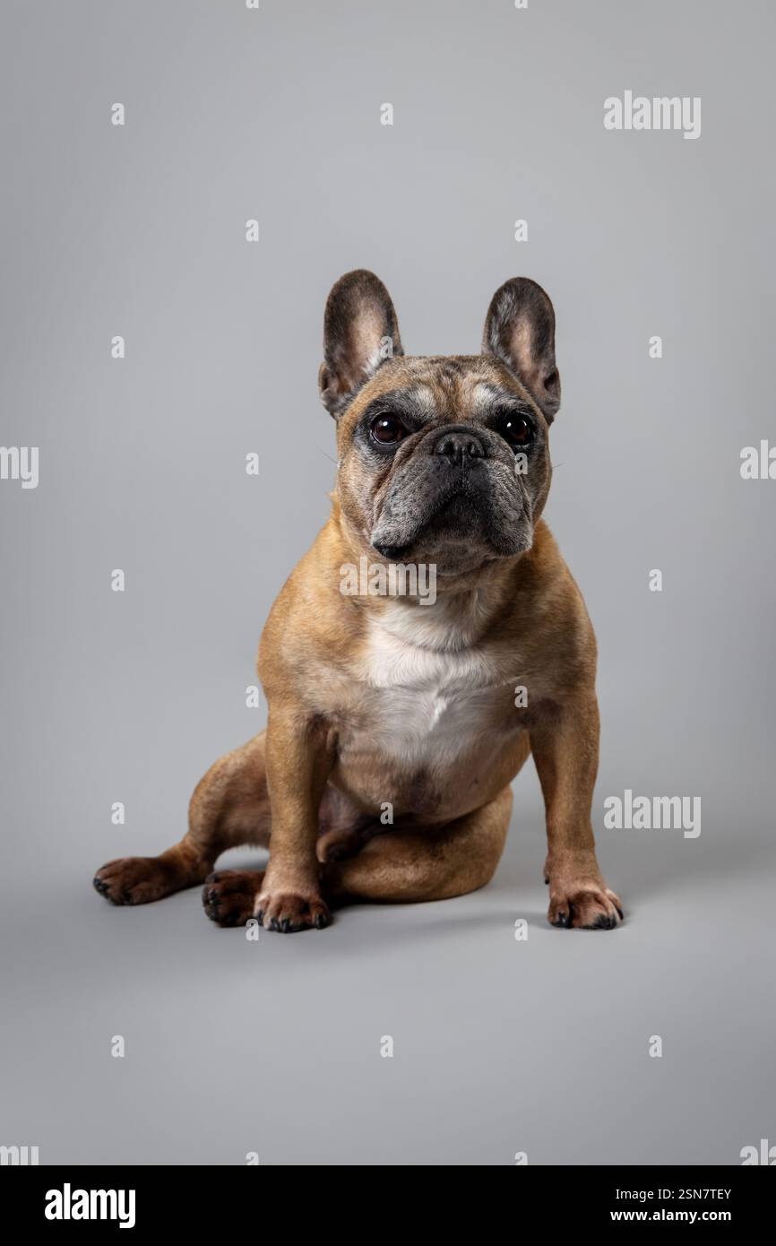 A reddish French Bulldog with a hint of gray poses for a portrait in the studio, exuding charm and confidence with its distinctive, expressive look. Stock Photo