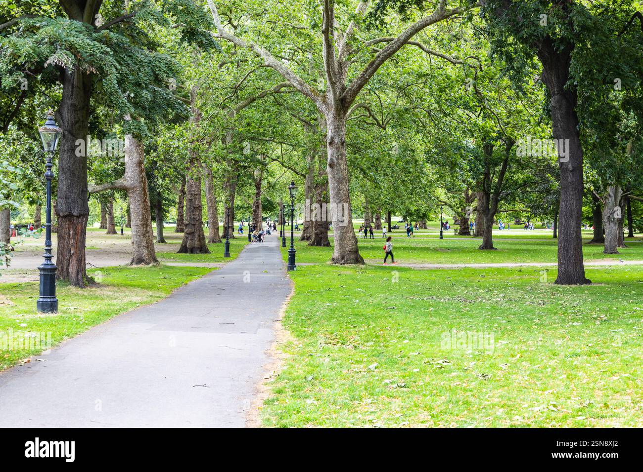 Serene Pathway Through a Lush Green Park with Tall Trees and Soft ...