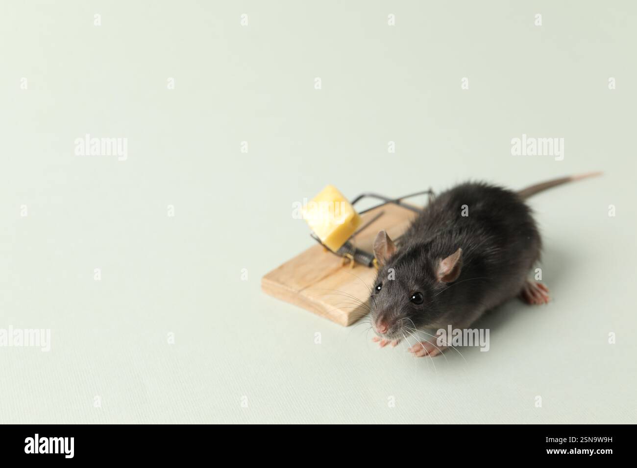 Rat and spring-loaded bar mousetrap with piece of cheese on light ...
