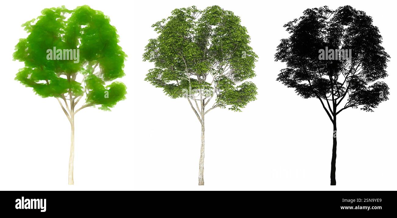 Set or collection of London Plane trees, painted, natural and as a black silhouette on white background. Concept or conceptual 3d illustration Stock Photo