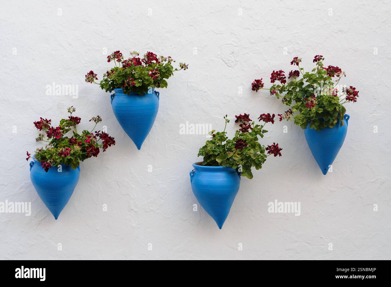 Neatly arranged blue flower pots mounted on a whitewashed wall and planted with red geranium flowers. Stock Photo