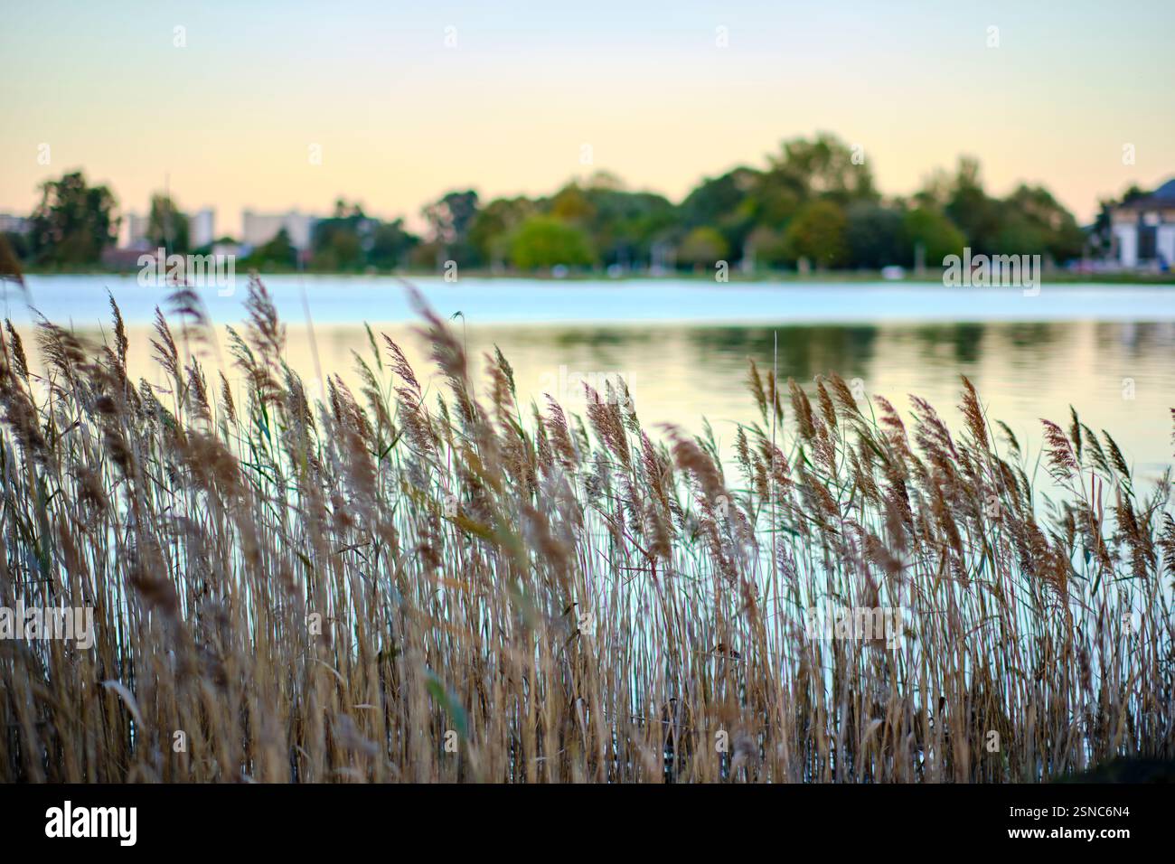 Common reed sways in the wind by a lake at sunset, creating a peaceful, natural scene. Colindres, cantabria, spain Stock Photo