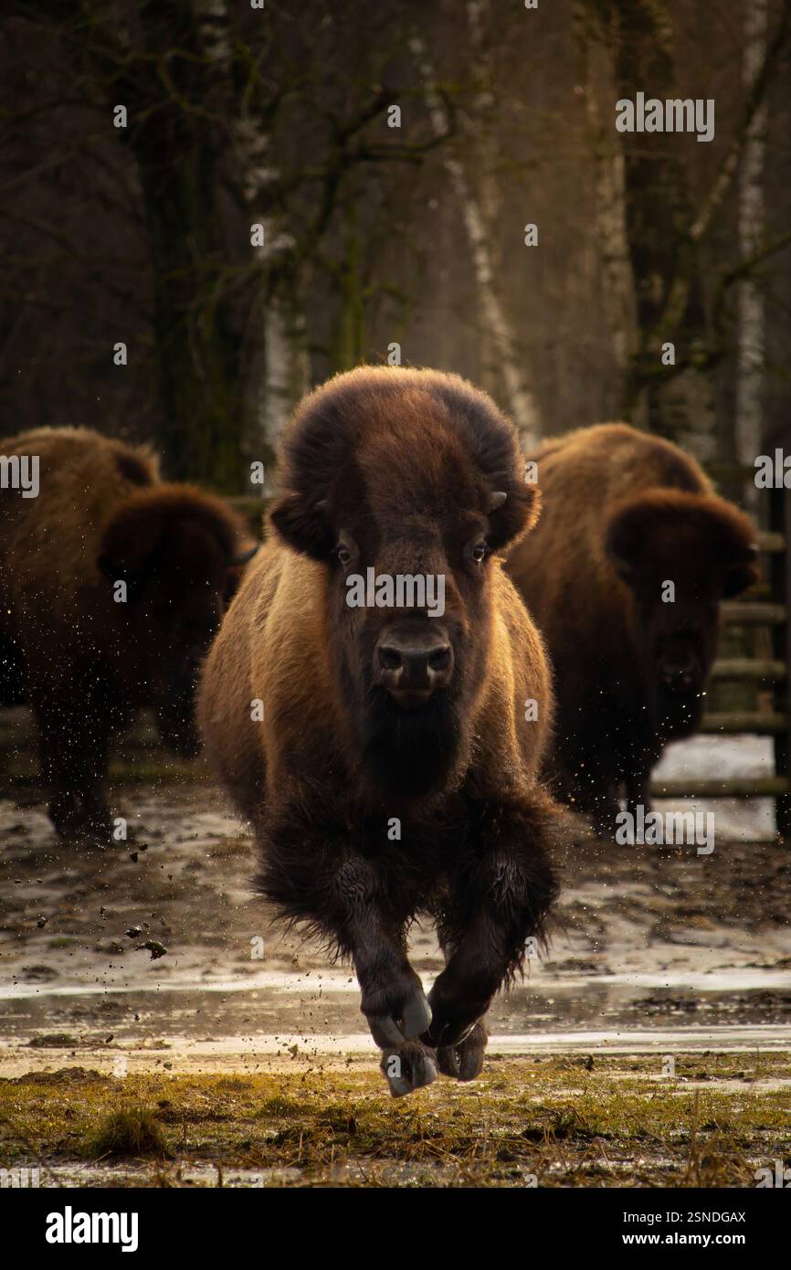 Spring Time Bison An American Bison Running. spring time Stock Photo - Alamy