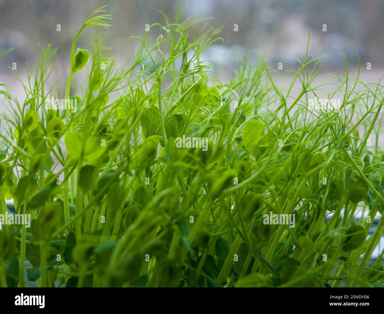Green pea sprouts densely growing on windowsill, displaying vibrant color and delicate tendrils, representing urban microgreen cultivation Stock Photo
