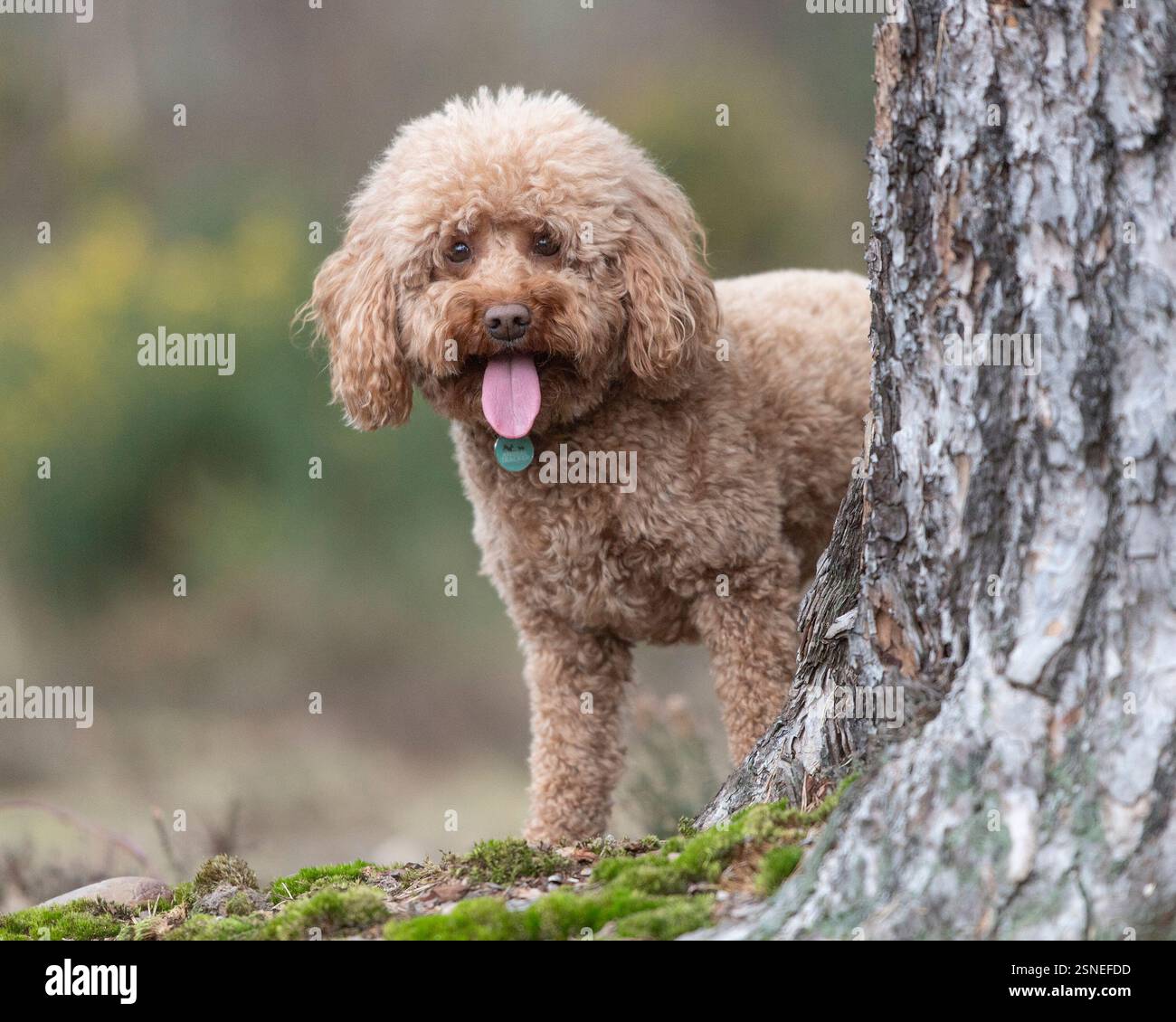cute cockapoo dog standing by a tree Stock Photo