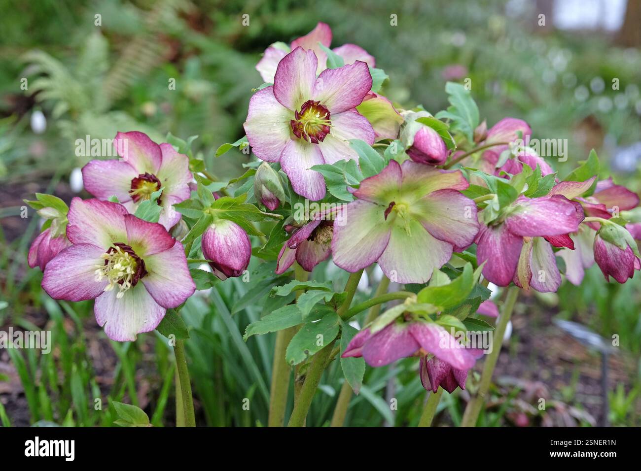 Helleborus Orientalis Mixed Perennial Large Plug Plants Pack X3