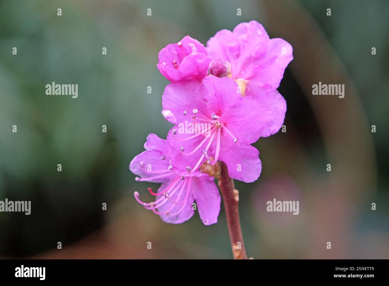 Dainty early flowering purple Rhododendron dauricum ‘Mid winter’ in ...