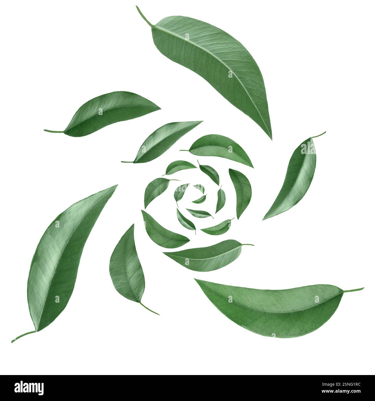 Swirling Leaves Light Gray main image 1