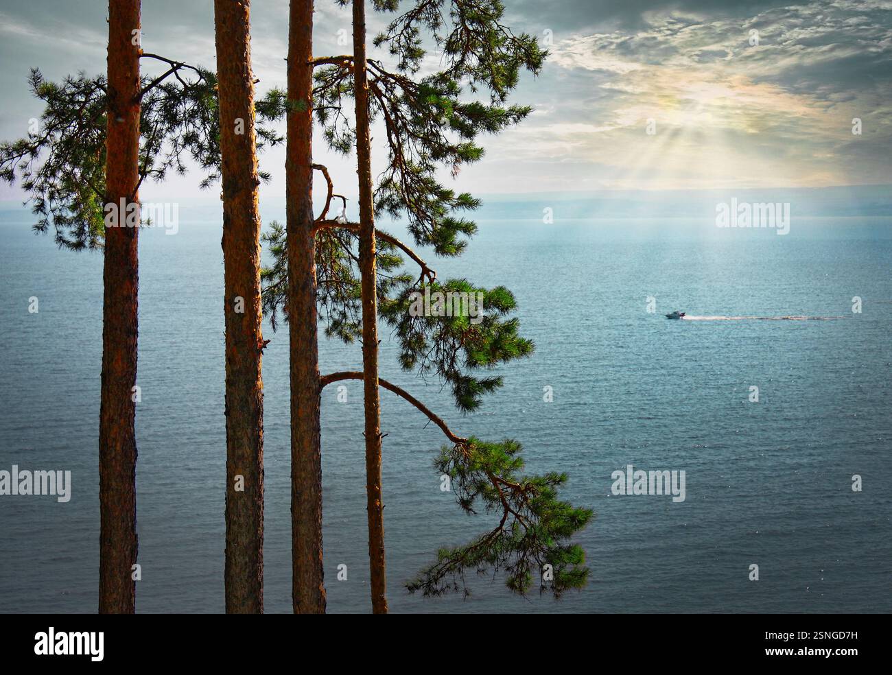 Pine trees in the rays of the sun on the steep bank of the Volga River ...