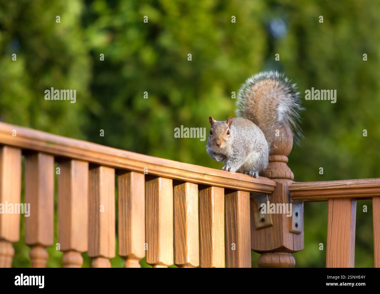 An Eastern Gray Squirrel (Sciurus carolinensis) sitting on a wooden deck in a backyard Stock Photo