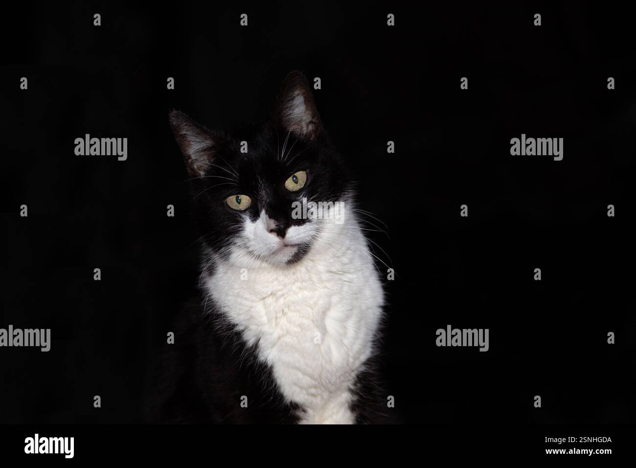 Black and white tuxedo cat studio shot with black background Stock ...
