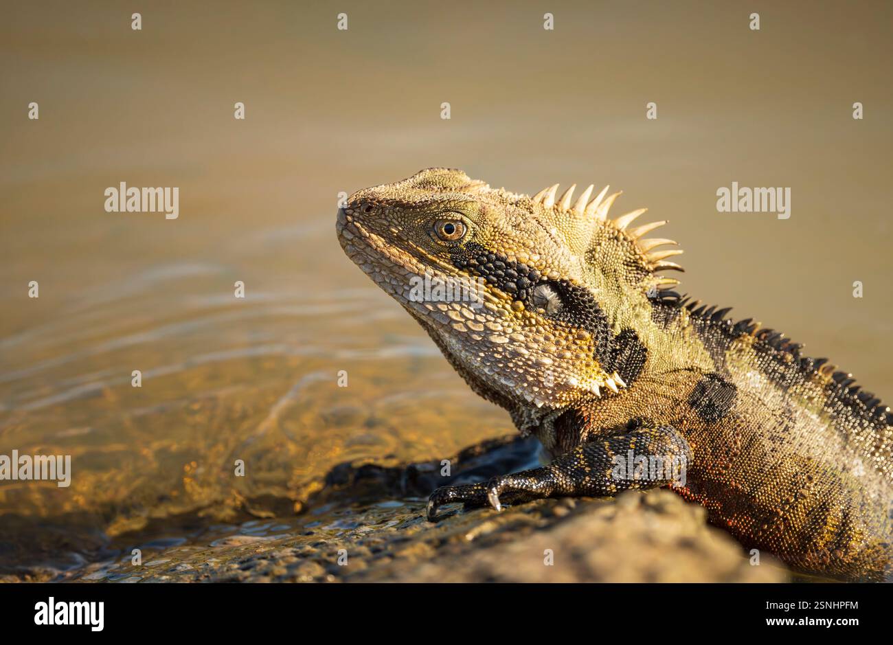 The Eastern Water Dragon  (Intellagama lesueurii)  is a large semi-aquatic lizard with sharp spines basking in the sun. Stock Photo