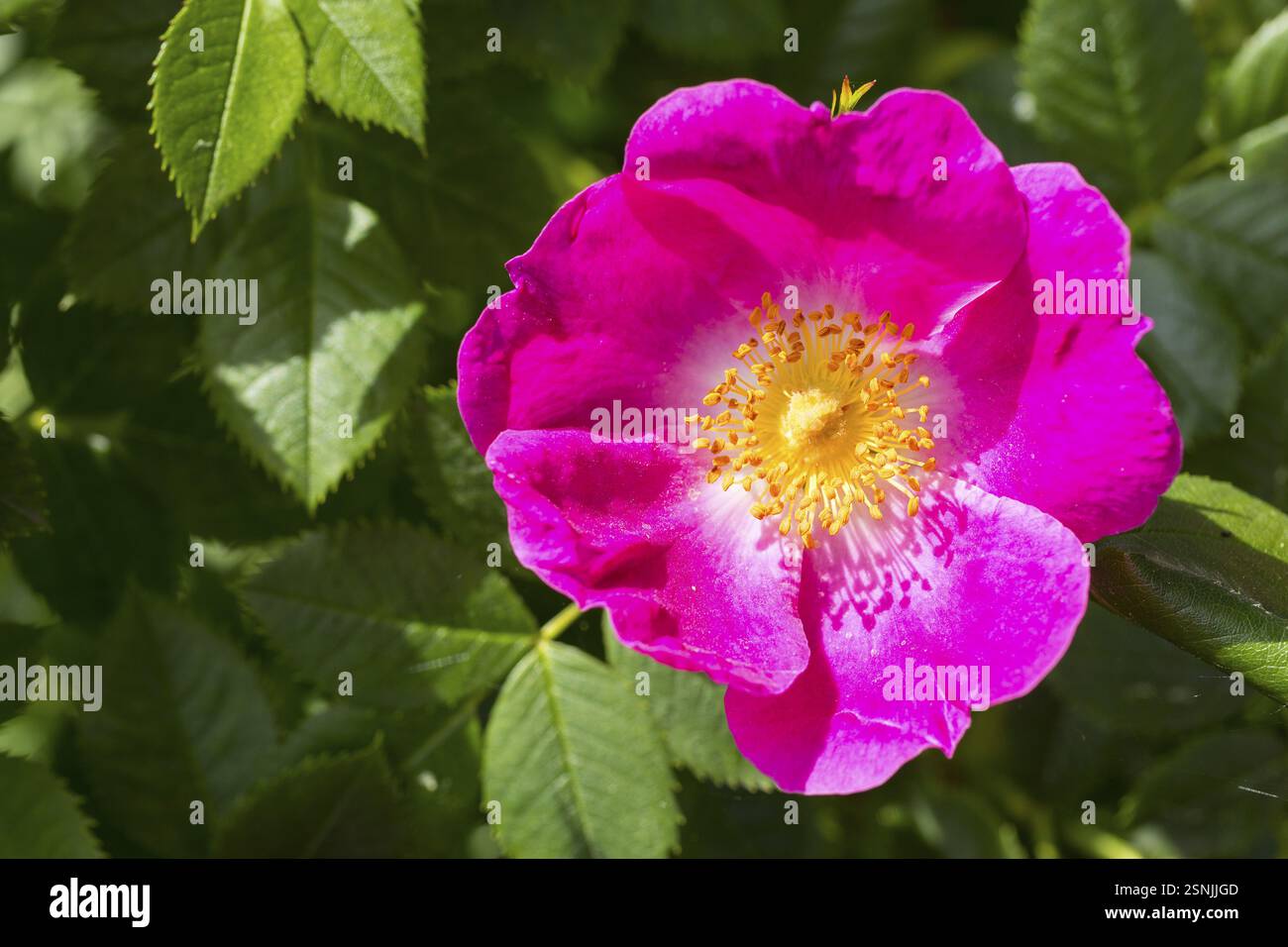 Dog rose (Rosa canina) in bloom Stock Photo