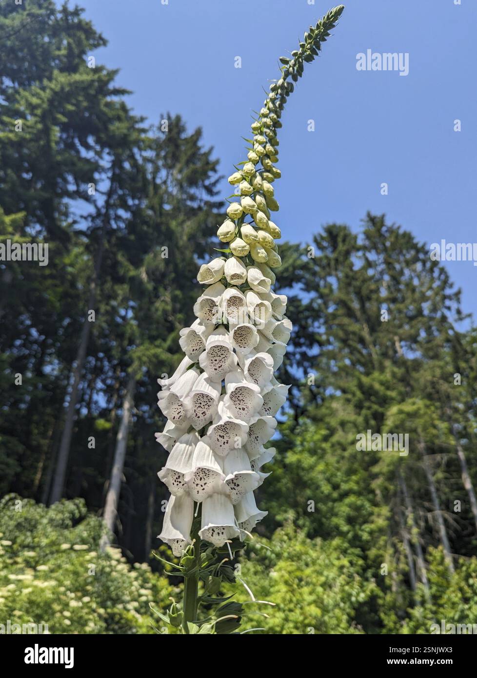Flowering white foxglove (Digitalis purpurea), poisonous plant ...