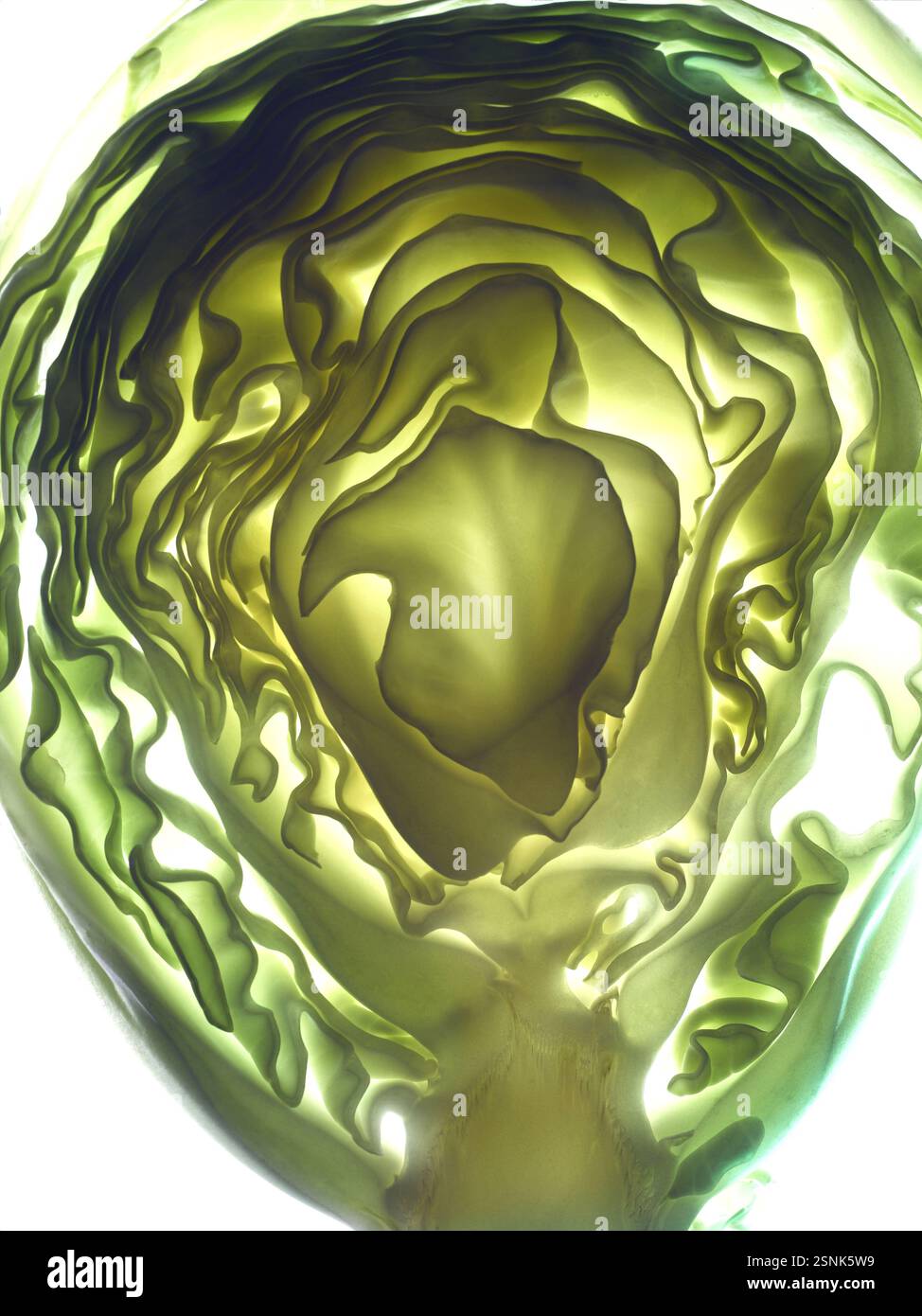 Vegetable cabbage is one of the oldest vegetable used by the ancient Greeks and Romans, India, Asia Stock Photo