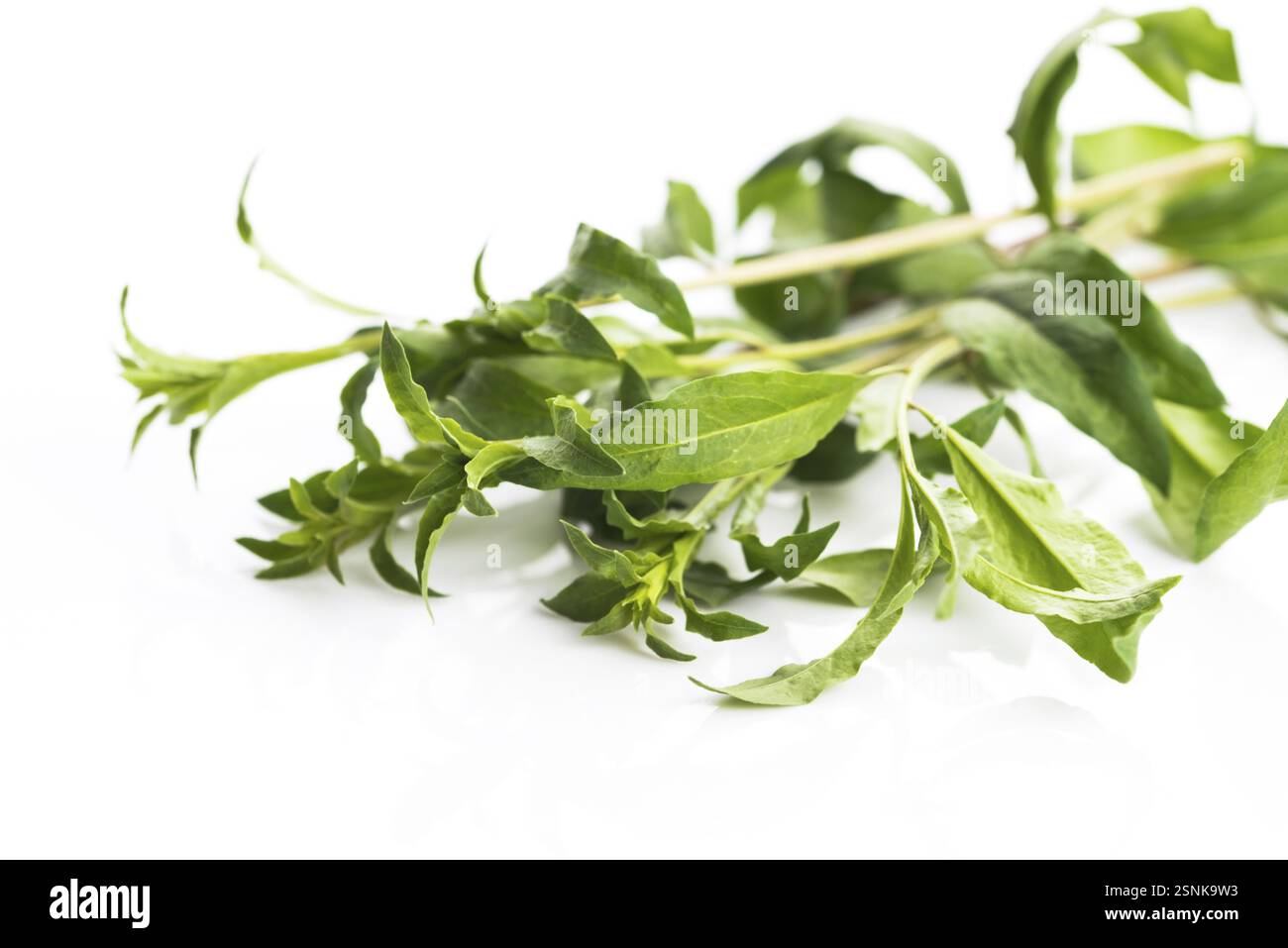 Goji leaf isolated on white background Stock Photo