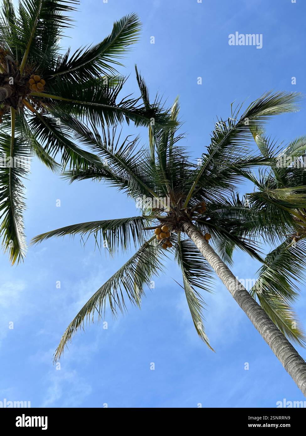 Pam Trees Against Blue Sky | Cabo San Lucas - Smartphone Captured Stock Image