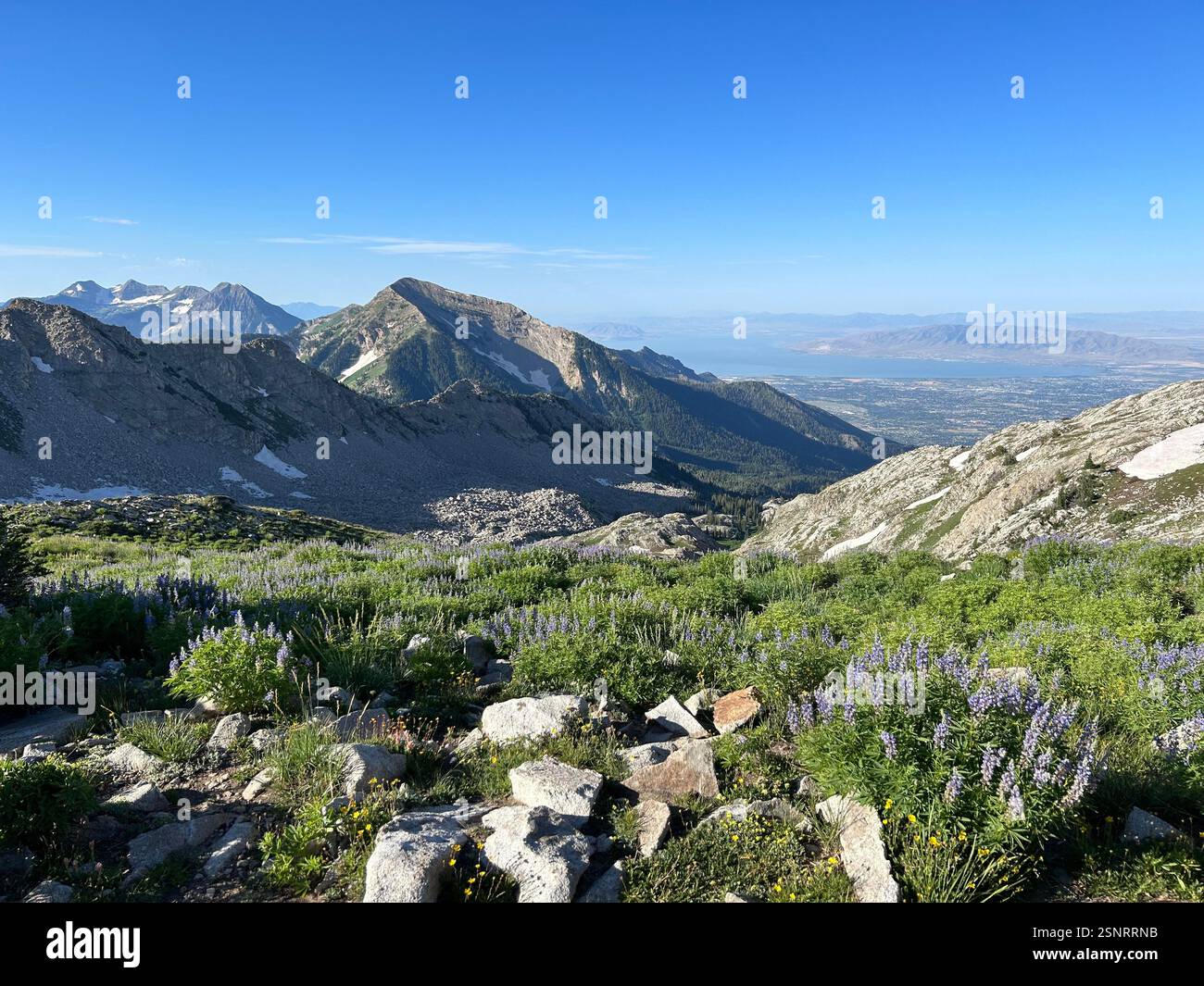 Mountain Summit Views with Lavender Flowers | Pfeifferhorn - Smartphone Captured Stock Image