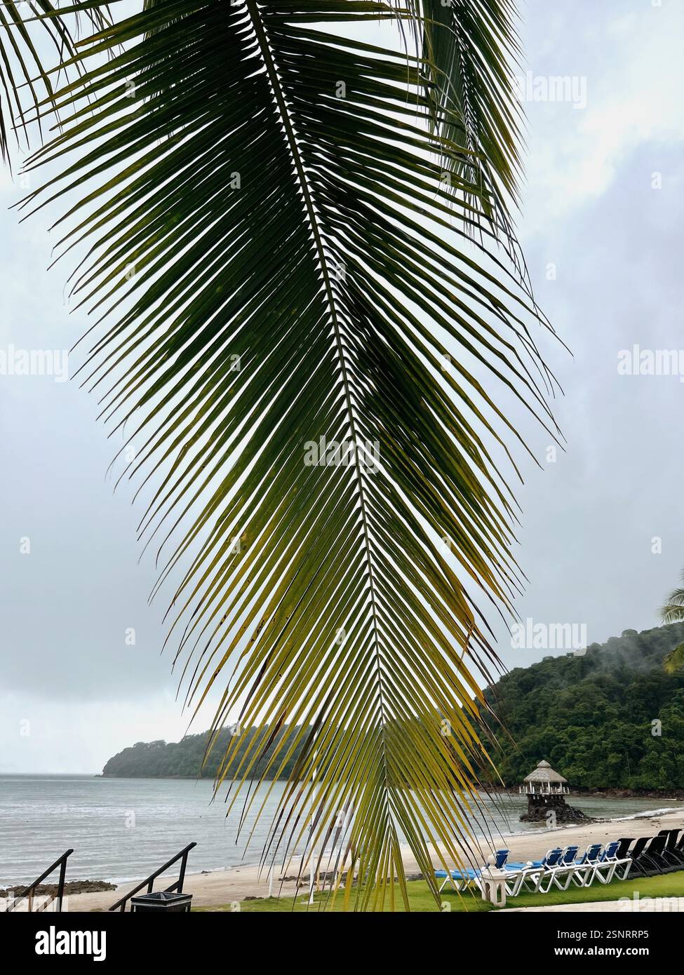 Large palm leaf in front of ocean | Panama - Smartphone Captured Stock Image