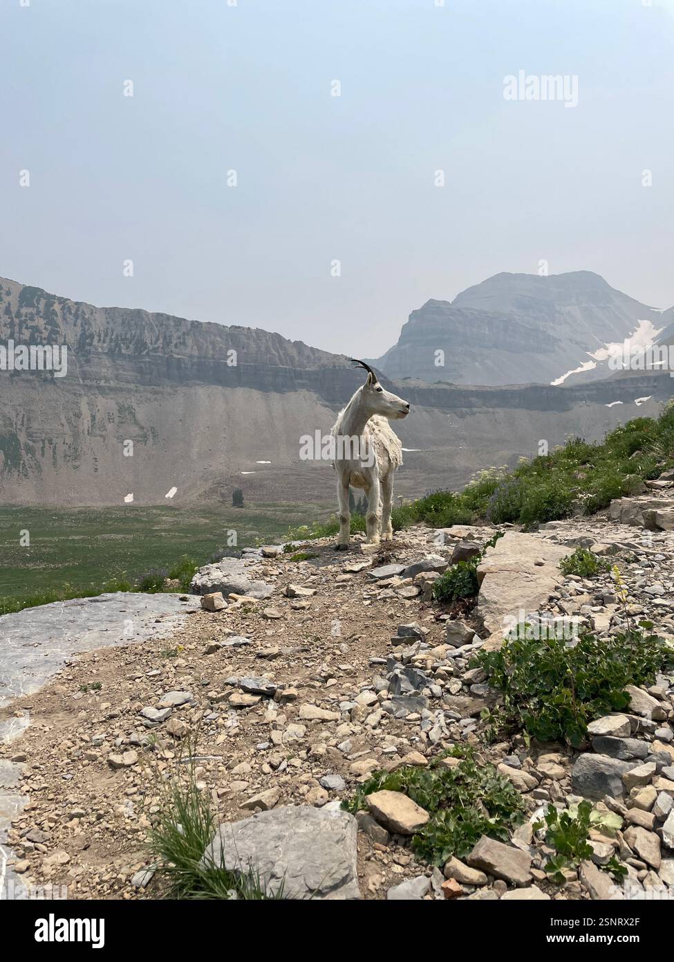 Mountain goat on trail up Mt. Timpanogos | Utah - Smartphone Captured Stock Image