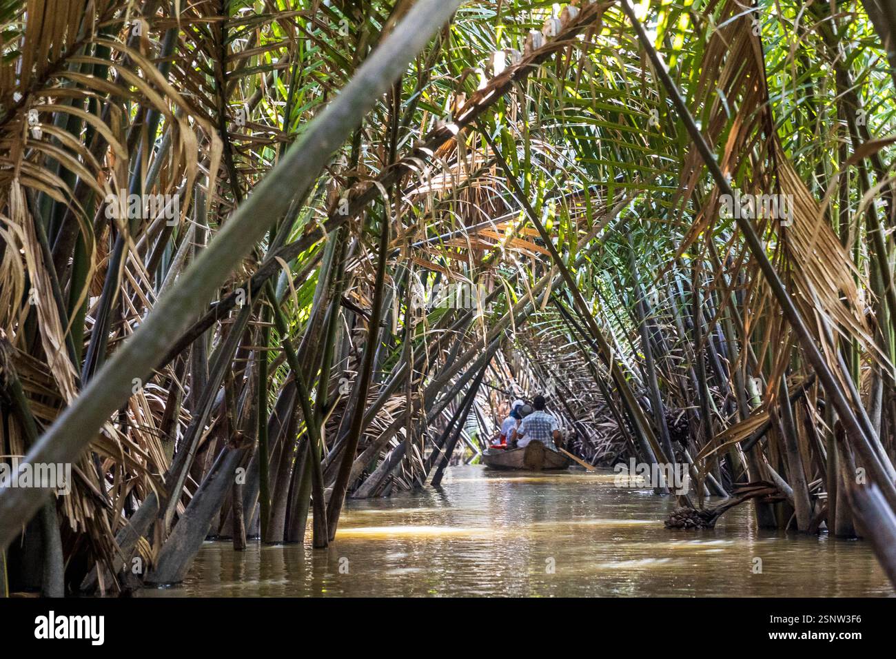Two people navigate a narrow waterway in a dense mangrove forest, Mekong river, Vietnam, Monday, November 11, 2024. Stock Photo