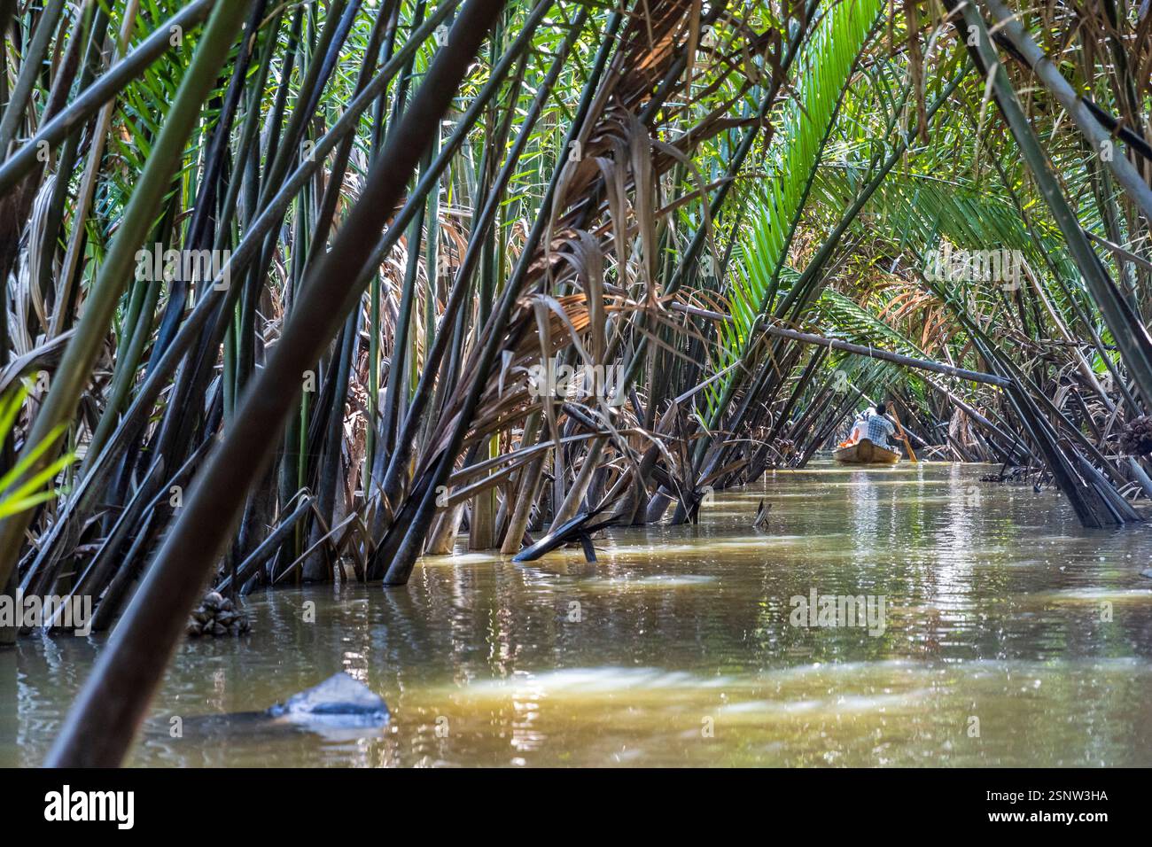 Two people navigate a narrow waterway in a dense mangrove forest, Mekong river, Vietnam, Monday, November 11, 2024. Stock Photo