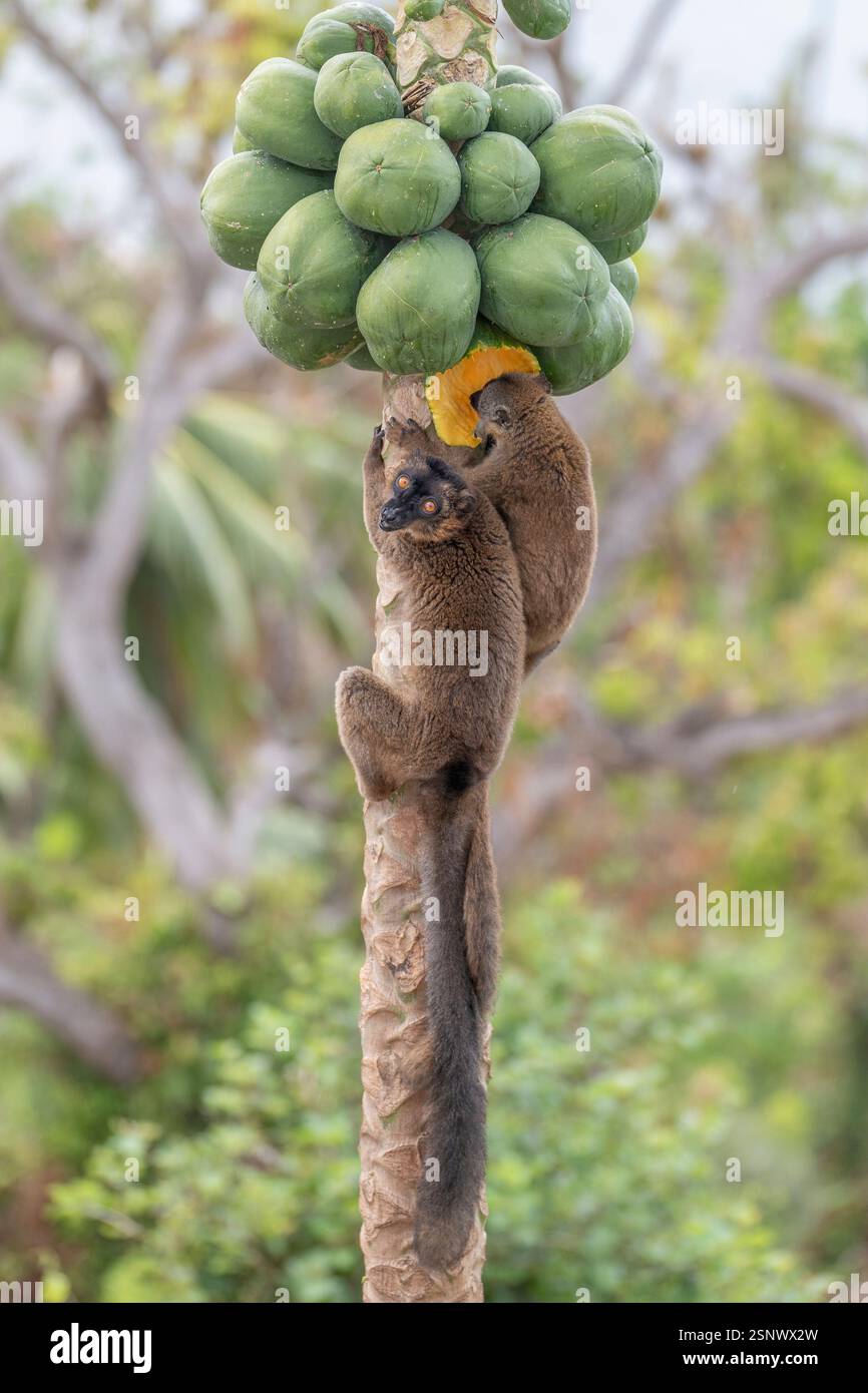 Brown lemurs (makis) on a papaya tree in Mayotte, showcasing natural behavior and vibrant wildlife in the Indian Ocean. Stock Photo