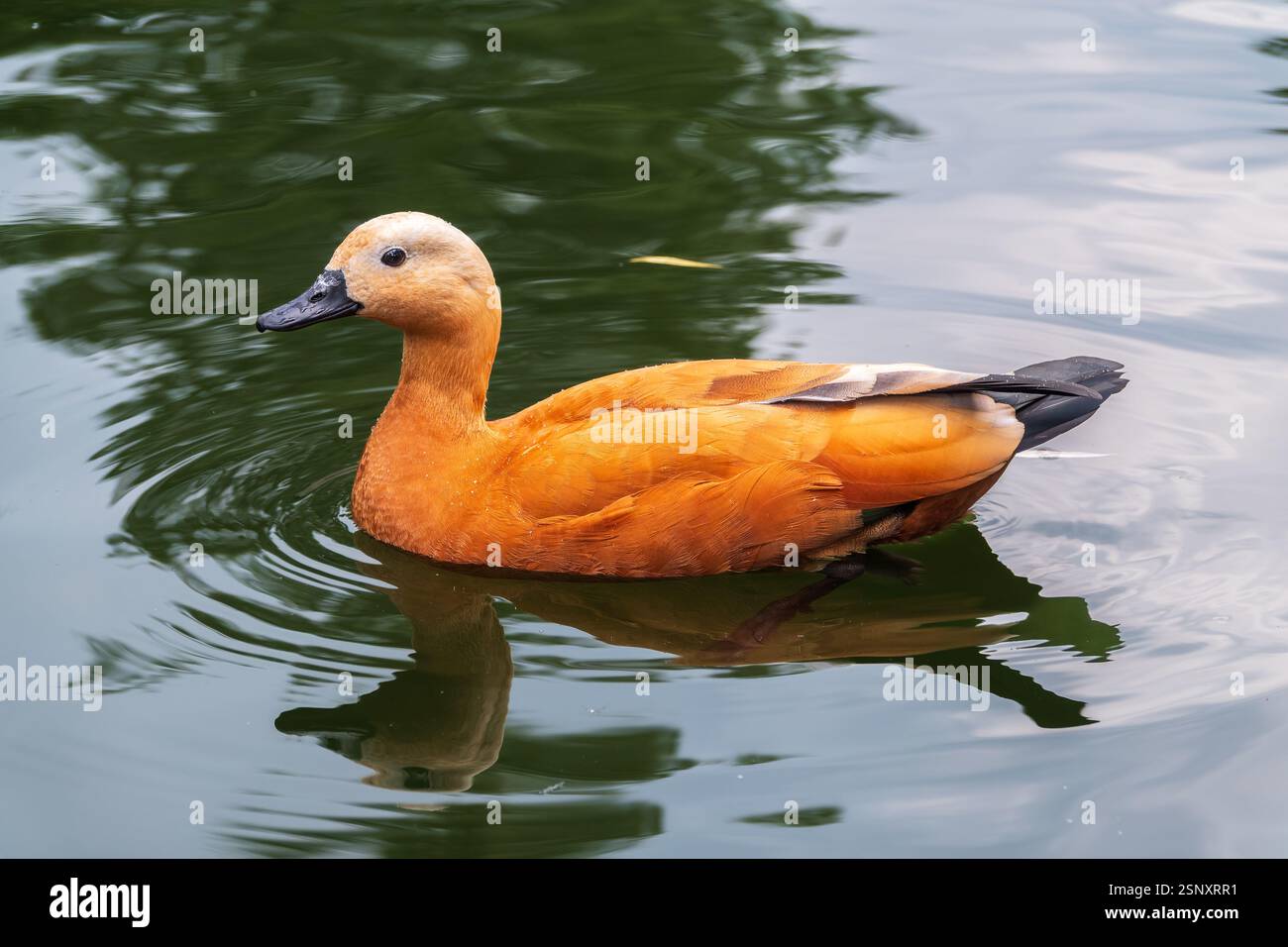 Ruddy Shelduck, or red duck, lat. Tadorna ferruginea, swimming on a ...