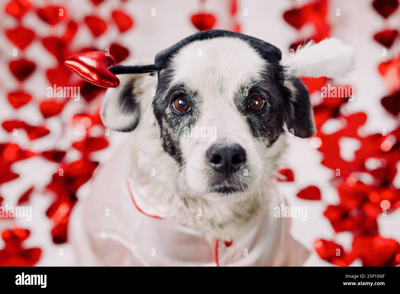 Black and white spaniel mix senior dog wearing pink silk pajamas and an ...