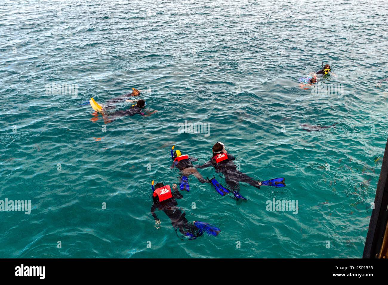seven people snorkelers black wet suits red life vest fish feeding wharf blue water queensland australia Stock Photo