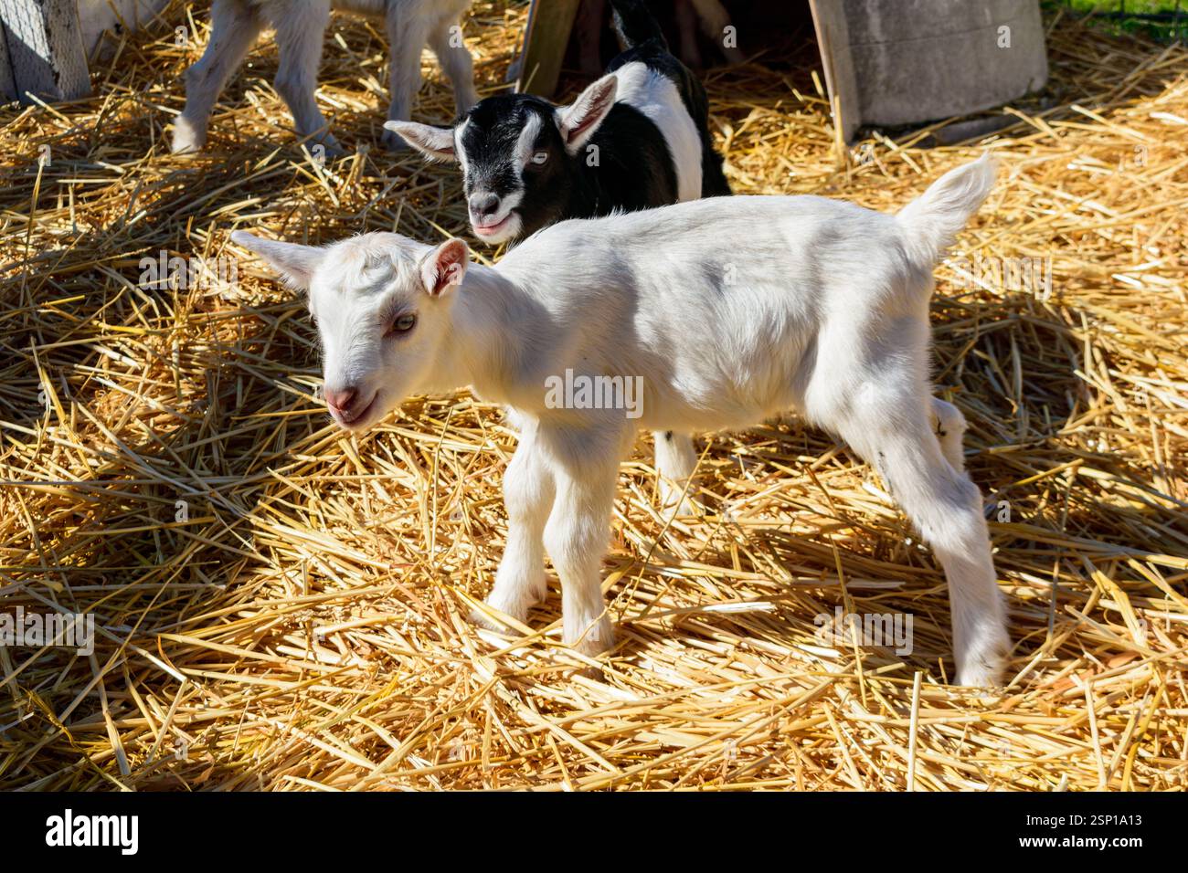 Two playful goats one hi-res stock photography and images - Alamy