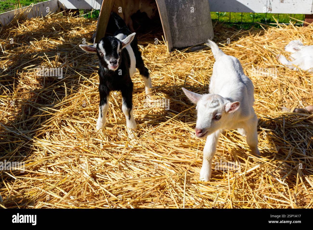 Two playful baby goats, one black and one white, stand on golden straw ...