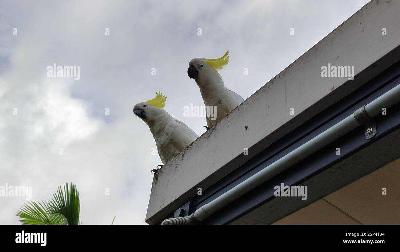 A closer look at Aviary Plans For Macaws And Sulphur Crested Cockatoos