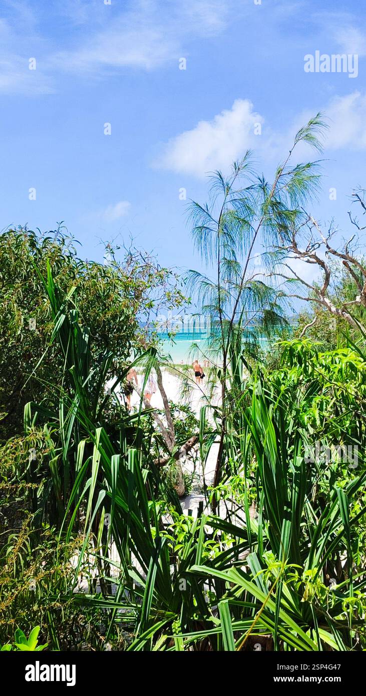 Lush green trees partially obscure a Hamilton Island beach view with(02)