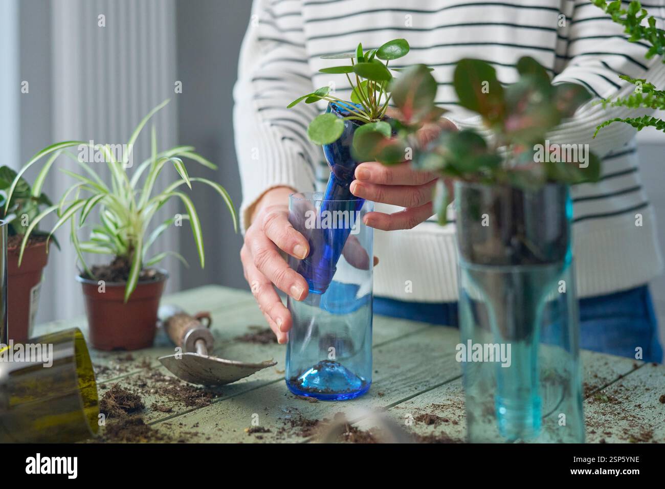 Close Up Of Woman At Home Planting Houseplant In Sustainable Pot Or Vase Made From Recycled Glass Bottle Stock Photo